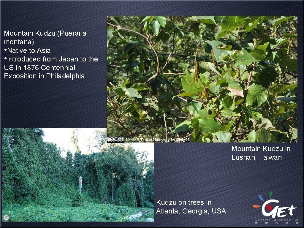 Mountain Kudzu (Pueraria montana) • Native to Asia • Introduced from Japan to the