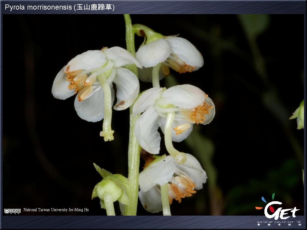 Pyrola morrisonensis (玉山鹿蹄草) National Taiwan University Jer-Ming Hu 