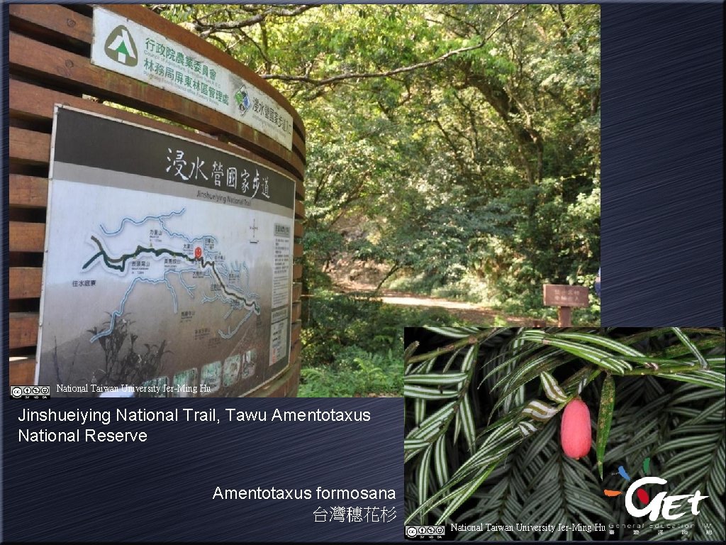 National Taiwan University Jer-Ming Hu Jinshueiying National Trail, Tawu Amentotaxus National Reserve Amentotaxus formosana