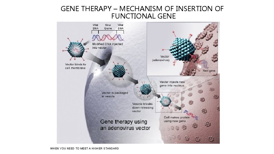 GENE THERAPY – MECHANISM OF INSERTION OF FUNCTIONAL GENE WHEN YOU NEED TO MEET