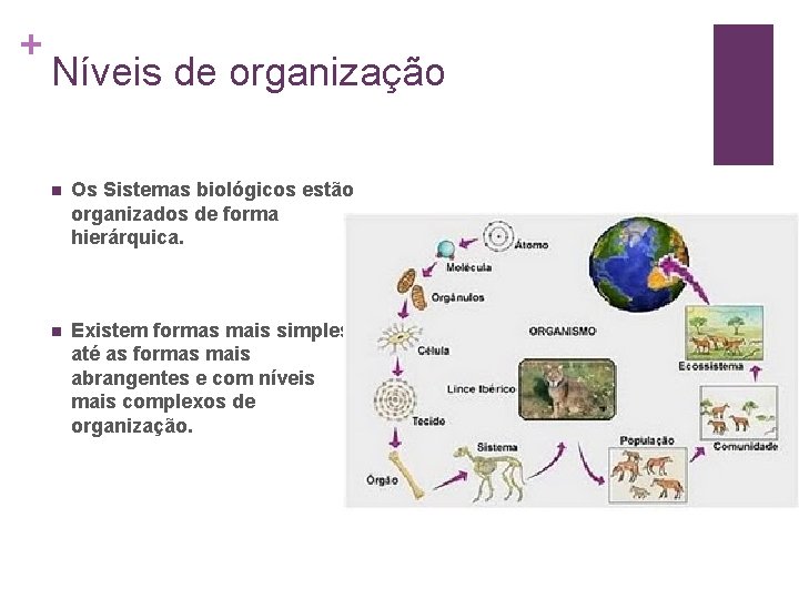+ Níveis de organização n Os Sistemas biológicos estão organizados de forma hierárquica. n