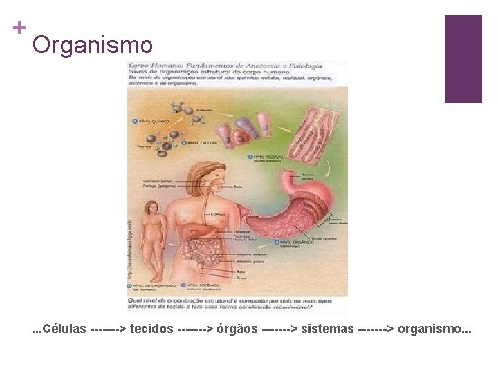 + Organismo . . . Células -------> tecidos -------> órgãos -------> sistemas -------> organismo.