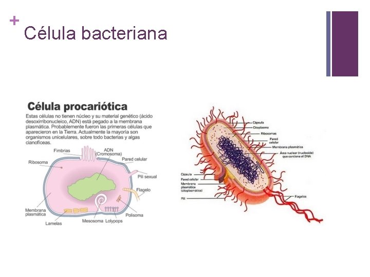+ Célula bacteriana 