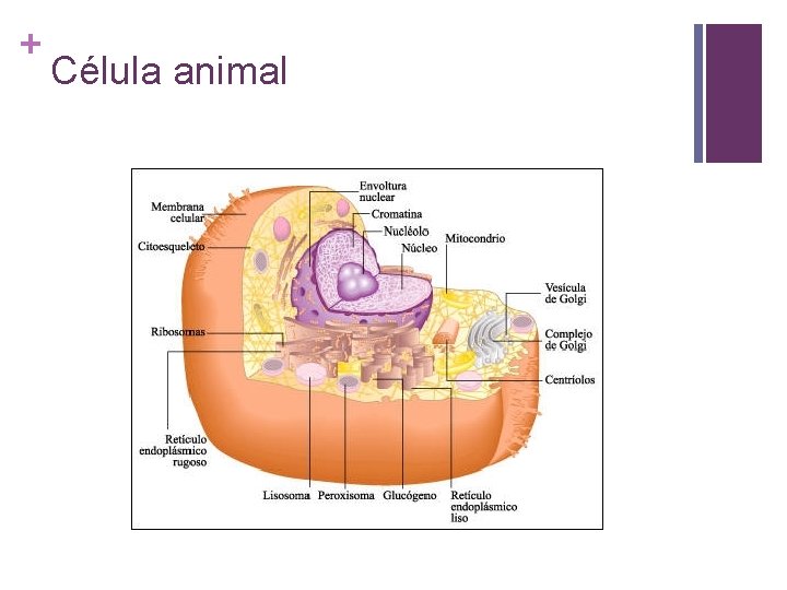 + Célula animal 