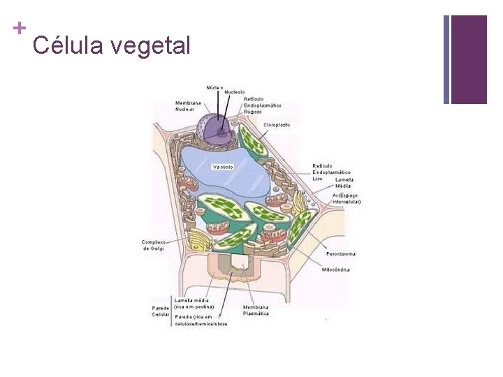 + Célula vegetal 