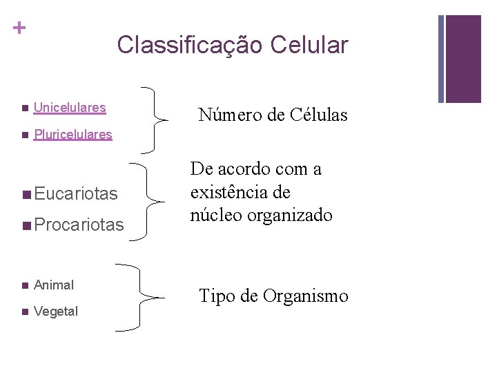 + Classificação Celular n Unicelulares n Pluricelulares n Eucariotas n Procariotas n Animal n