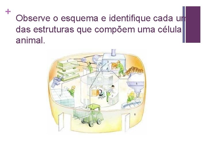 + Observe o esquema e identifique cada uma das estruturas que compõem uma célula