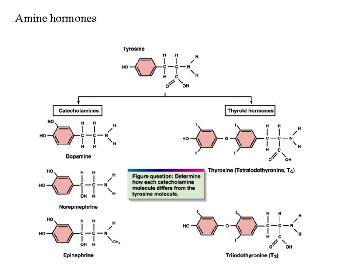 Amine hormones 