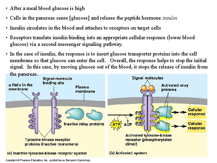 • After a meal blood glucose is high • Cells in the pancreas • After a meal blood glucose is high • Cells in the pancreas
