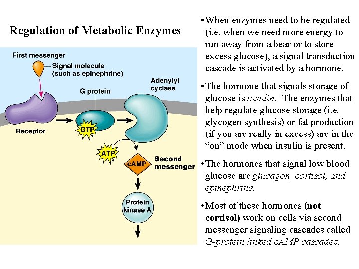 Regulation of Metabolic Enzymes • When enzymes need to be regulated (i. e. when