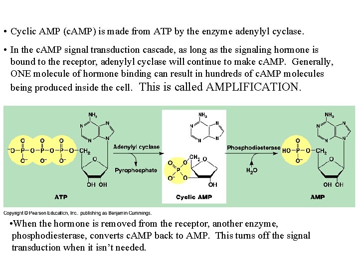 • Cyclic AMP (c. AMP) is made from ATP by the enzyme adenylyl • Cyclic AMP (c. AMP) is made from ATP by the enzyme adenylyl