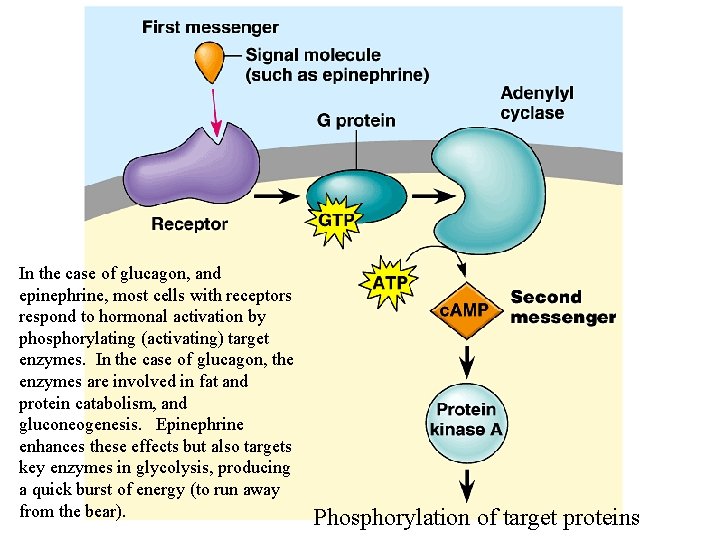 In the case of glucagon, and epinephrine, most cells with receptors respond to hormonal