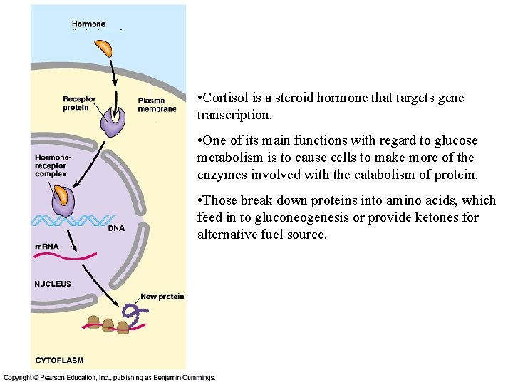  • Cortisol is a steroid hormone that targets gene transcription. • One of