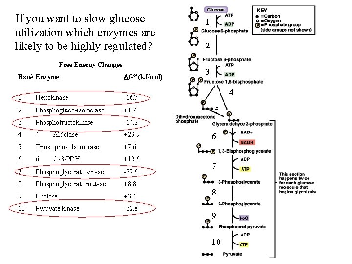 If you want to slow glucose utilization which enzymes are likely to be highly