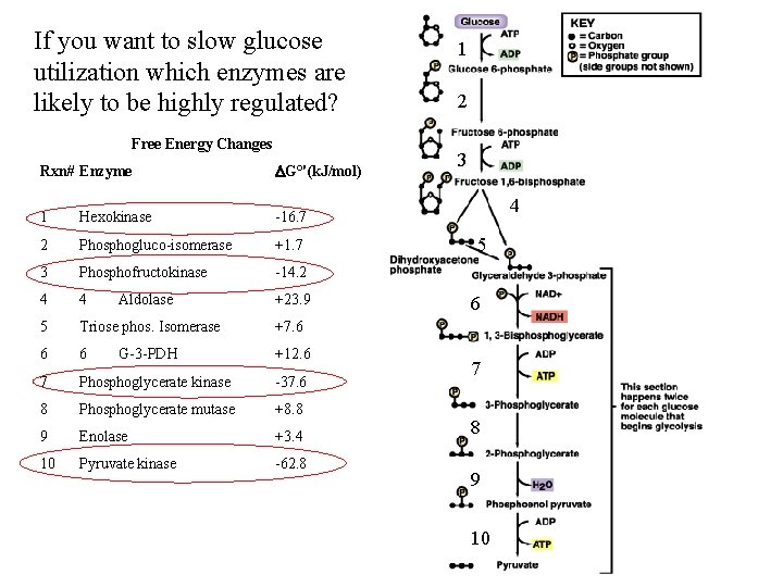 If you want to slow glucose utilization which enzymes are likely to be highly If you want to slow glucose utilization which enzymes are likely to be highly