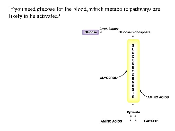 If you need glucose for the blood, which metabolic pathways are likely to be If you need glucose for the blood, which metabolic pathways are likely to be