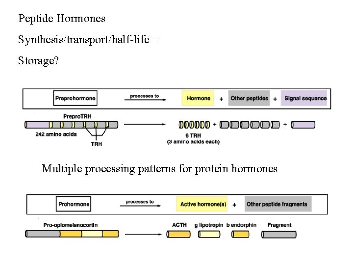 Peptide Hormones Synthesis/transport/half-life = Storage? Multiple processing patterns for protein hormones Peptide Hormones Synthesis/transport/half-life = Storage? Multiple processing patterns for protein hormones