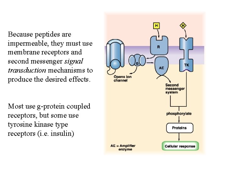 Because peptides are impermeable, they must use membrane receptors and second messenger signal transduction