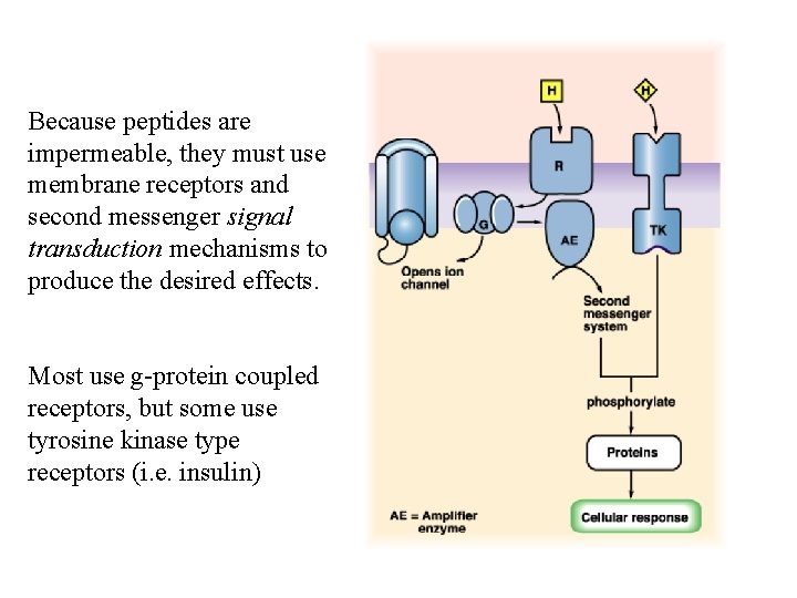 Because peptides are impermeable, they must use membrane receptors and second messenger signal transduction Because peptides are impermeable, they must use membrane receptors and second messenger signal transduction
