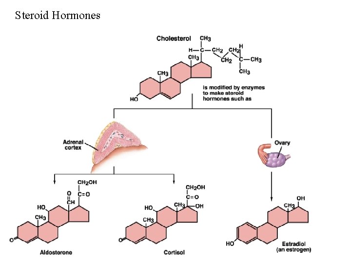 Steroid Hormones Steroid Hormones
