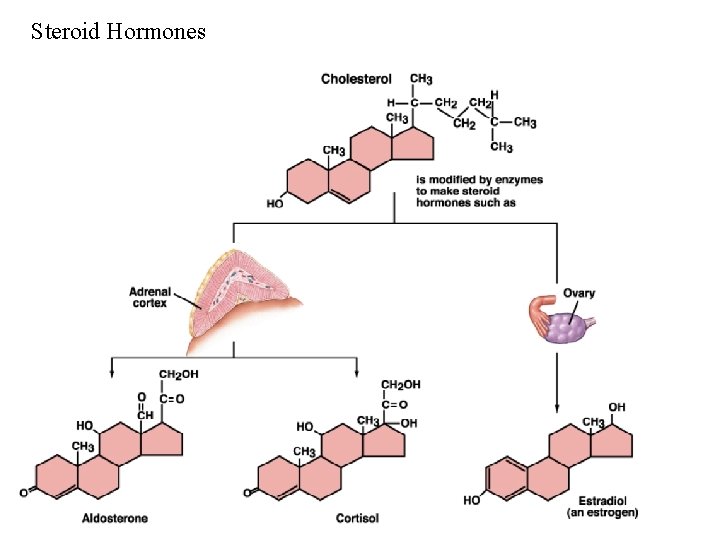 Steroid Hormones 