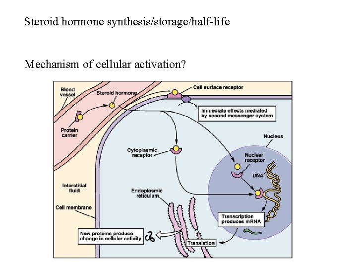 Steroid hormone synthesis/storage/half-life Mechanism of cellular activation? 