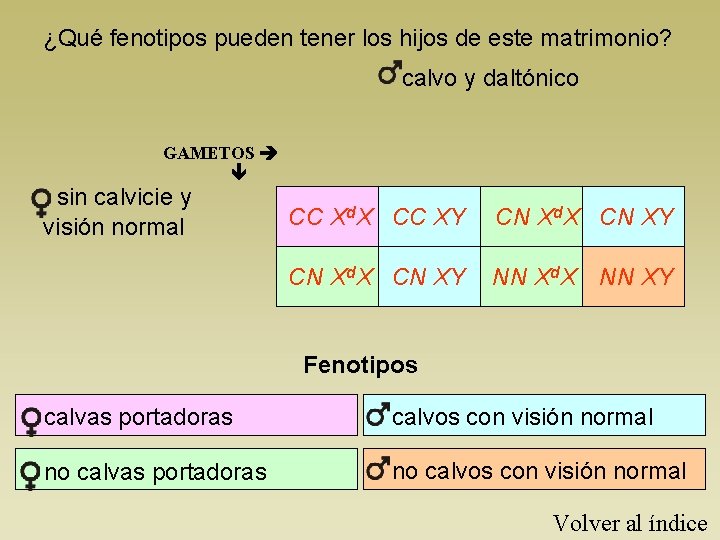 ¿Qué fenotipos pueden tener los hijos de este matrimonio? calvo y daltónico GAMETOS sin