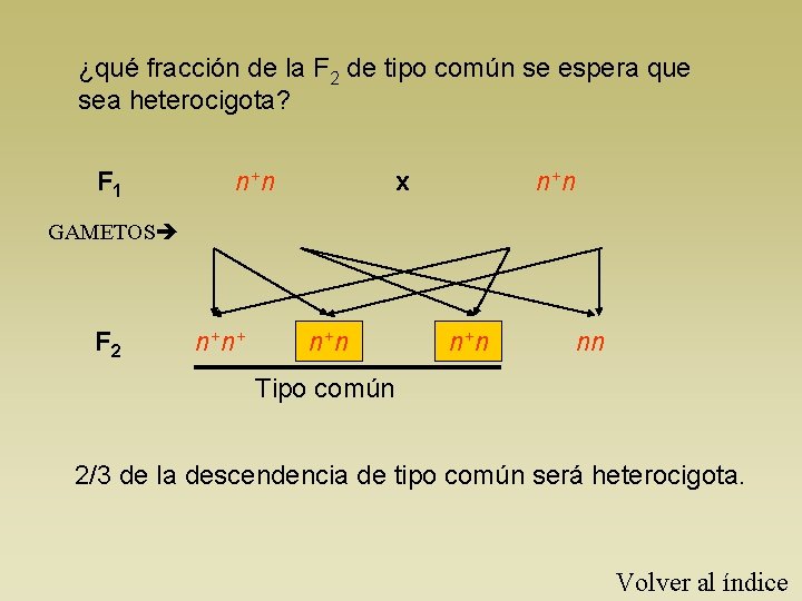 ¿qué fracción de la F 2 de tipo común se espera que sea heterocigota?