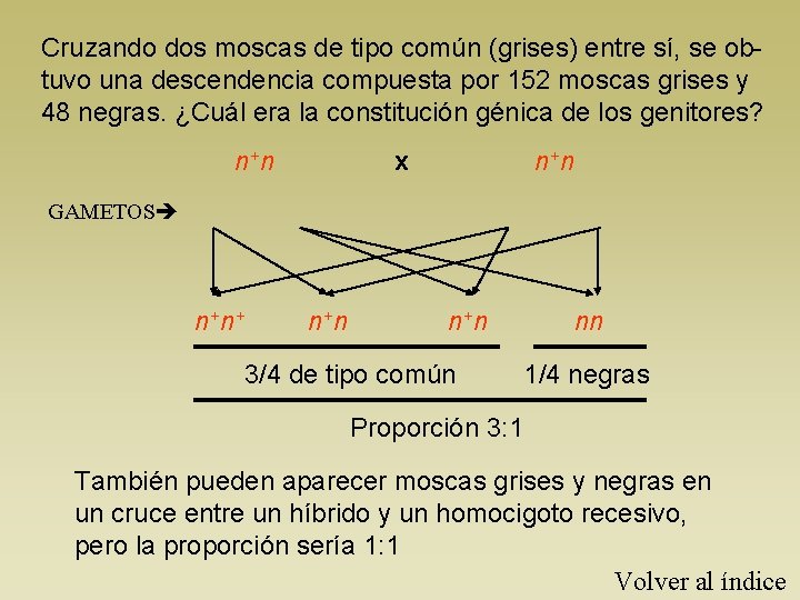 Cruzando dos moscas de tipo común (grises) entre sí, se obtuvo una descendencia compuesta