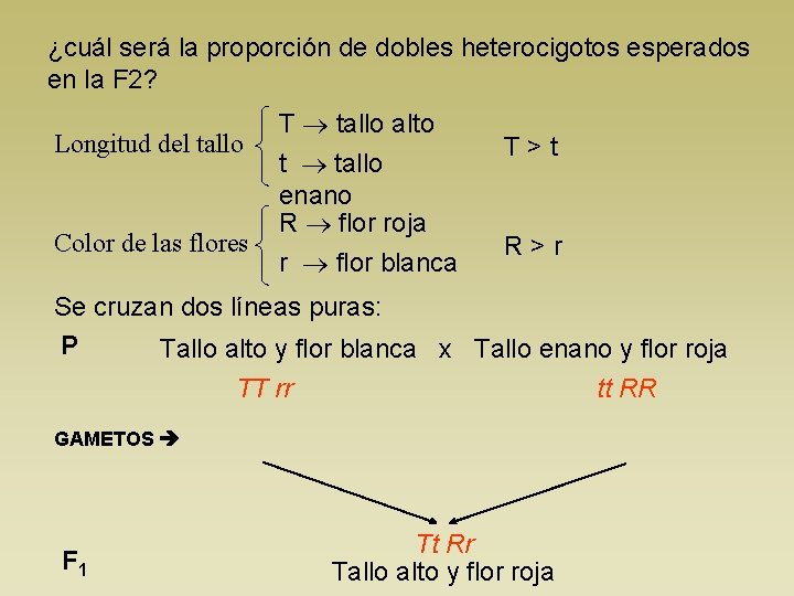 ¿cuál será la proporción de dobles heterocigotos esperados en la F 2? Longitud del