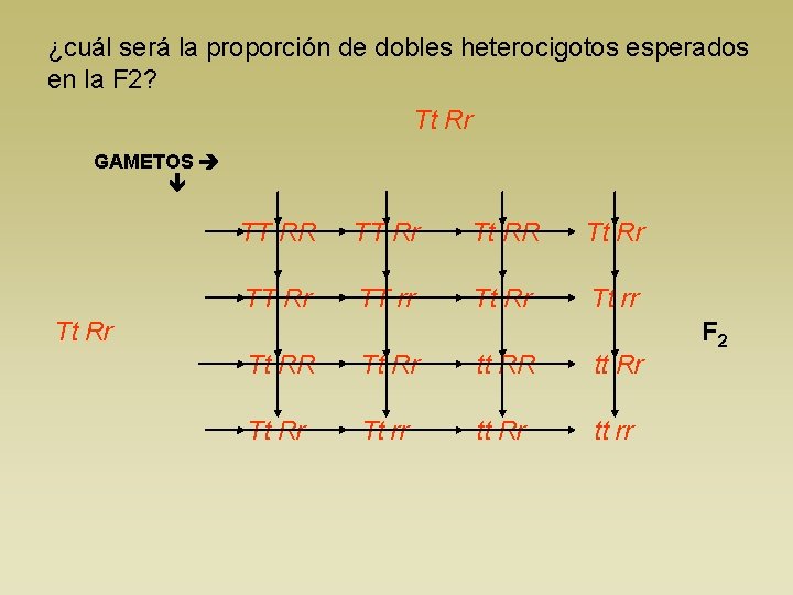 ¿cuál será la proporción de dobles heterocigotos esperados en la F 2? Tt Rr
