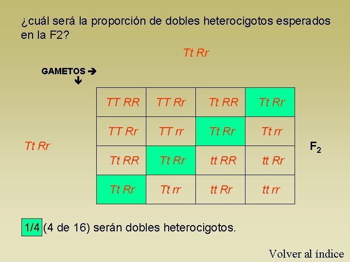 ¿cuál será la proporción de dobles heterocigotos esperados en la F 2? Tt Rr