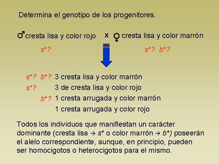 Determina el genotipo de los progenitores. cresta lisa y color rojo s+? x cresta