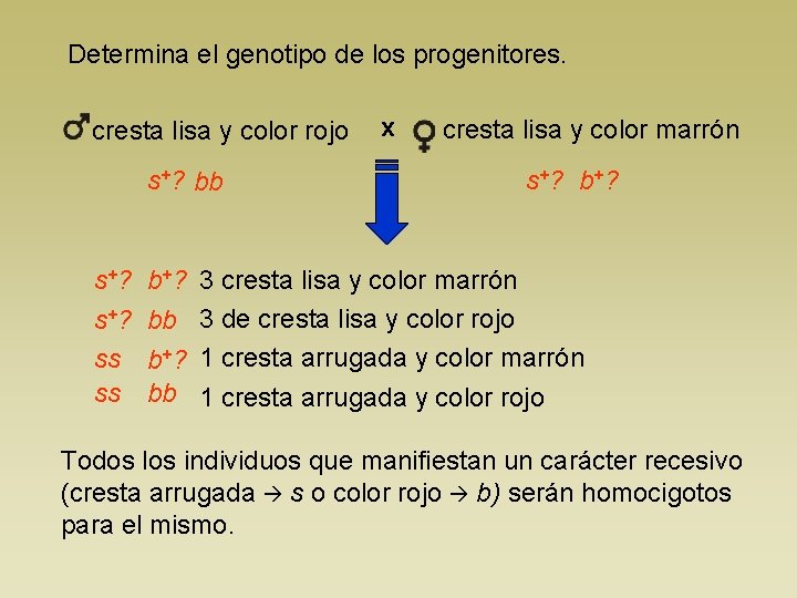 Determina el genotipo de los progenitores. cresta lisa y color rojo s+? bb s+?