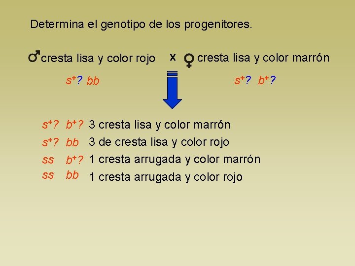 Determina el genotipo de los progenitores. cresta lisa y color rojo s+? bb s+?