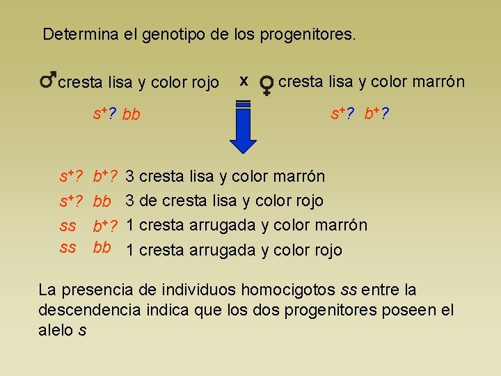 Determina el genotipo de los progenitores. cresta lisa y color rojo s+? bb s+?