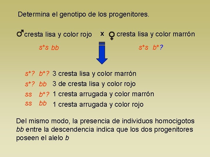 Determina el genotipo de los progenitores. cresta lisa y color rojo s+s bb s+?