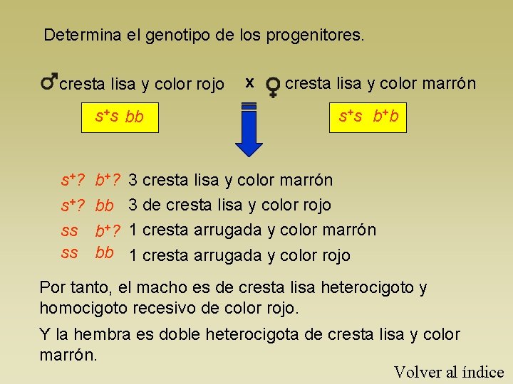 Determina el genotipo de los progenitores. cresta lisa y color rojo s+s bb s+?