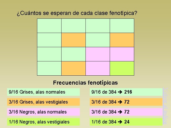 ¿Cuántos se esperan de cada clase fenotípica? Frecuencias fenotípicas 9/16 de 384 216 3/16