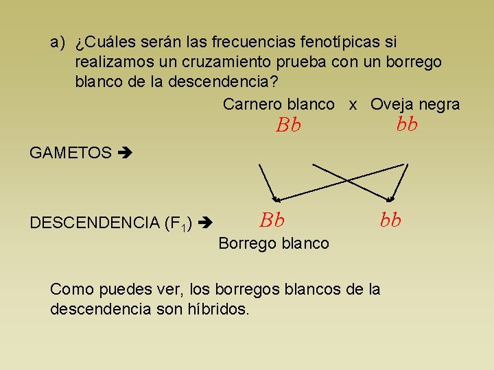 a) ¿Cuáles serán las frecuencias fenotípicas si realizamos un cruzamiento prueba con un borrego