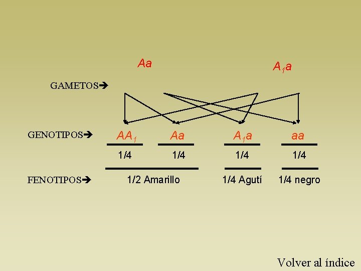 Aa A 1 a GAMETOS GENOTIPOS FENOTIPOS AA 1 Aa A 1 a aa