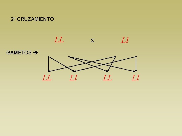 2 o CRUZAMIENTO LL x Ll GAMETOS LL Ll 