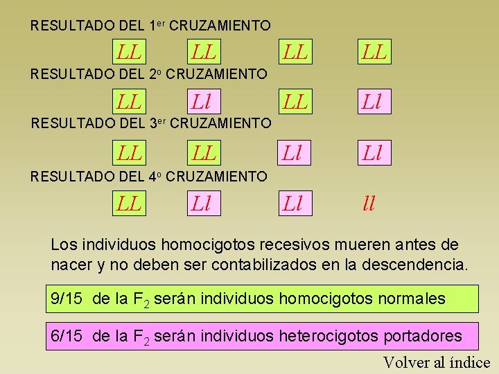 RESULTADO DEL 1 er CRUZAMIENTO LL LL LL Ll Ll ll RESULTADO DEL 2