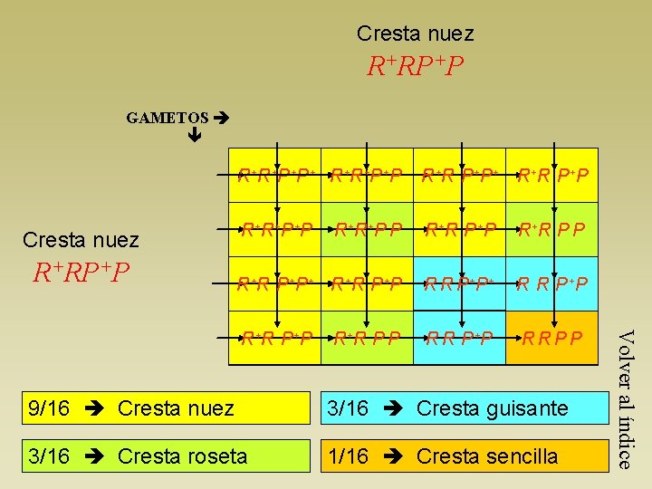 Cresta nuez R+RP+P GAMETOS Cresta nuez R+RP+P R+ R P + P R+ R+