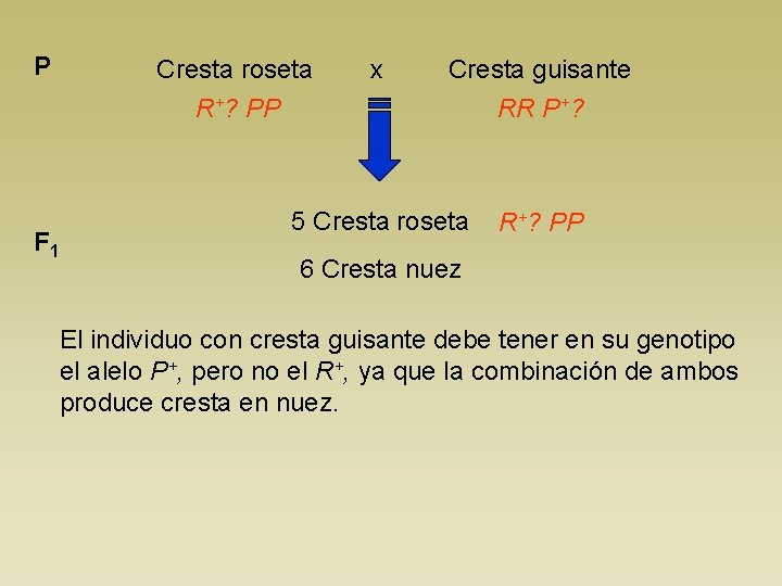 P Cresta roseta x Cresta guisante R+? PP F 1 RR P+? 5 Cresta