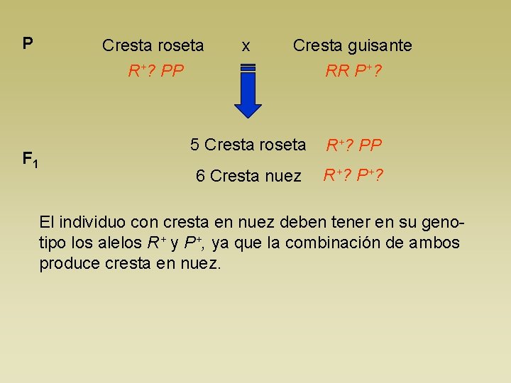 P Cresta roseta x Cresta guisante R+? PP F 1 RR P+? 5 Cresta