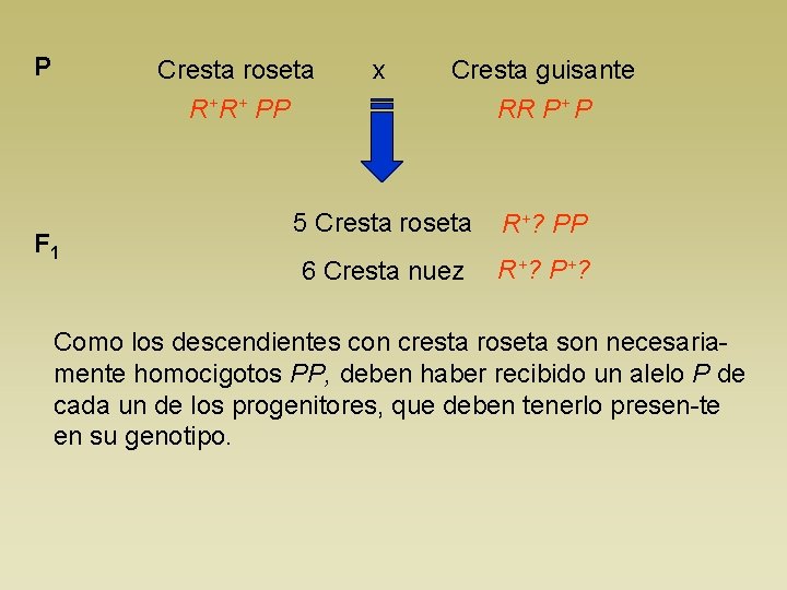 P Cresta roseta x Cresta guisante R+R+ PP F 1 RR P+ P 5