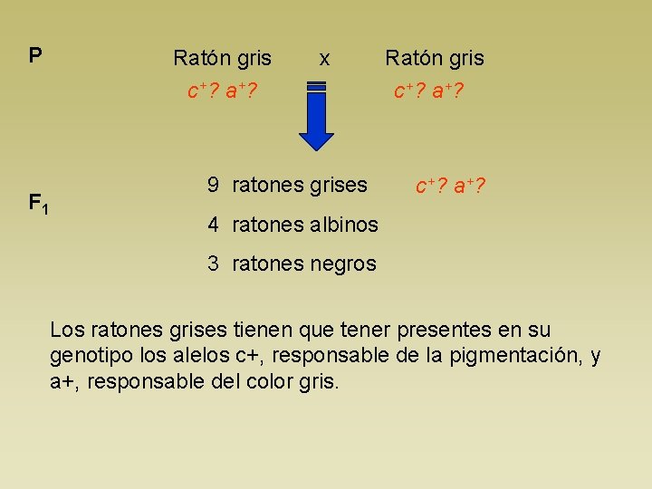 P Ratón gris x c+? a+? F 1 9 ratones grises Ratón gris c+?