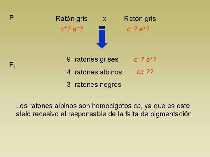 P Ratón gris x c+? a+? F 1 Ratón gris c+? a+? 9 ratones