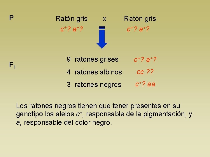 P Ratón gris x c+? a+? F 1 Ratón gris c+? a+? 9 ratones